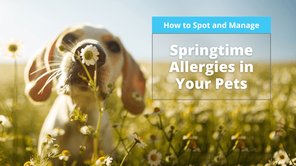 How to Spot and Manage Springtime Allergies in Your Pets How to Spot and Manage Springtime Allergies in Your Pets